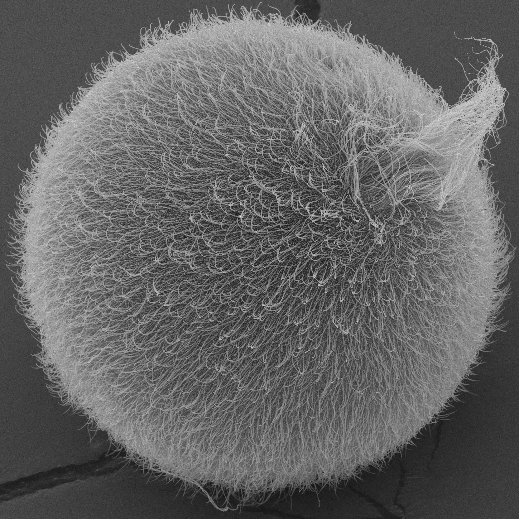ciliated larva of a cnidarian